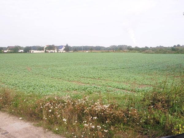 Feld Land- / Forstwirtschaft - Grdst. Leuna