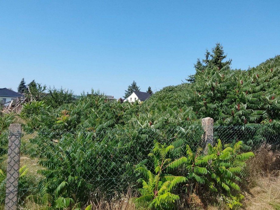 Ansicht Wohngrundst�ck Bad Schmiedeberg