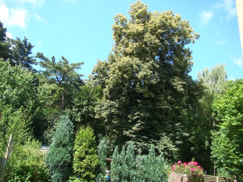 Haus kaufen Villa Torgau