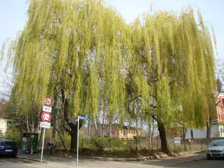 Vorderseite Leipzig - Gohlis-S�d Wohngrundst�ck Exklusiv und Bautr�gerfrei-Gohlis-Grundst�ck f�r EFH+Villa+ MFH