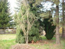 Garten Uriges Wohngrundst�ck in gepflegter Altbestand Siedlung