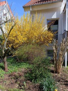 Garten helle Erdgeschosswohnung in ruhiger Wohnlage in Markkleeberg zu vermieten.
